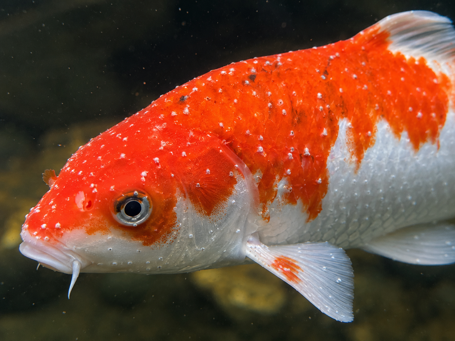 A koi fish with white spot, or ich, disease.