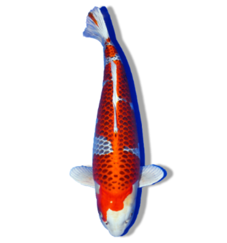 Kujaku Koi: Metallic Mesh and Rich Detail