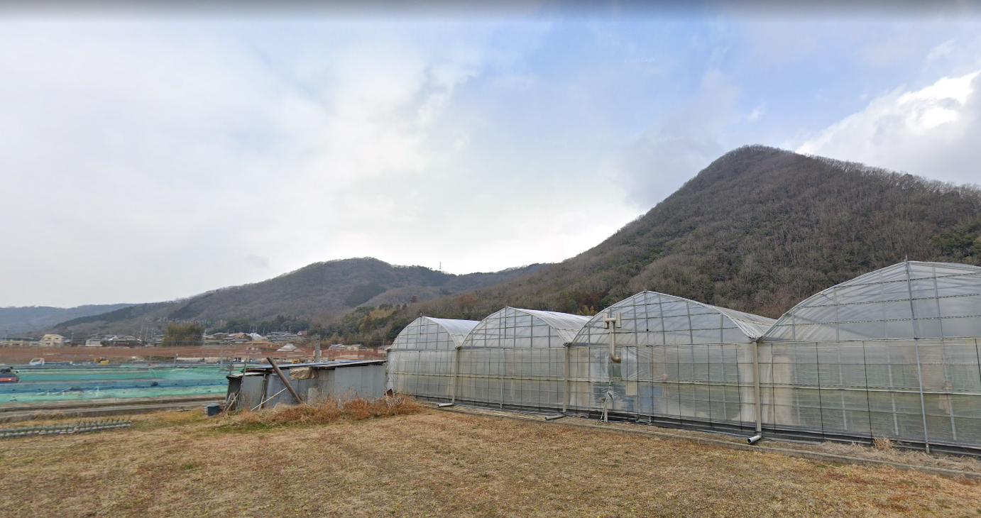 If your goal is to own koi with serious size potential, Momotaro Koi Farm is one of the most respected names in Japan.