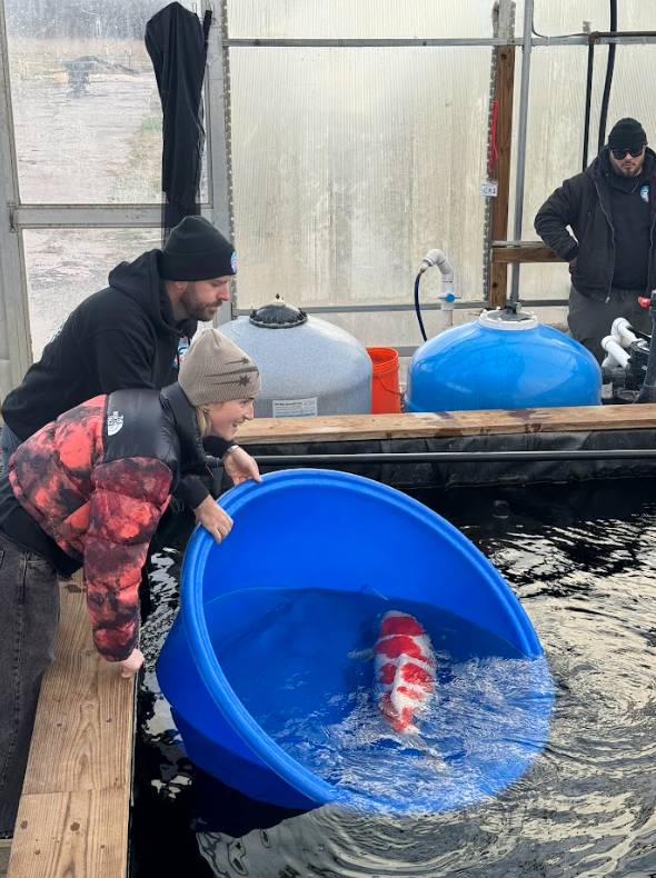 Fitz's Fish Ponds is featured on The Morning Brew as host Macy explores koi keeping and the beauty of luxury koi at their farm.