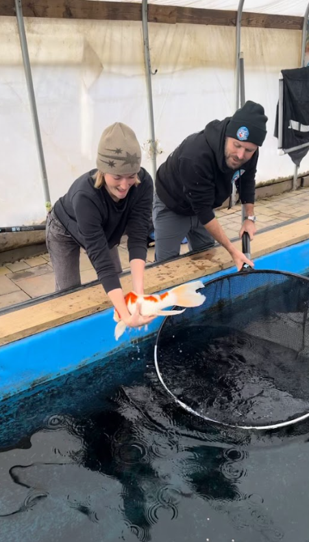 The segment also showcases the diverse array of koi varieties available at Fitz's Fish Ponds, each with its unique patterns and colors, reflecting years of selective breeding and care.