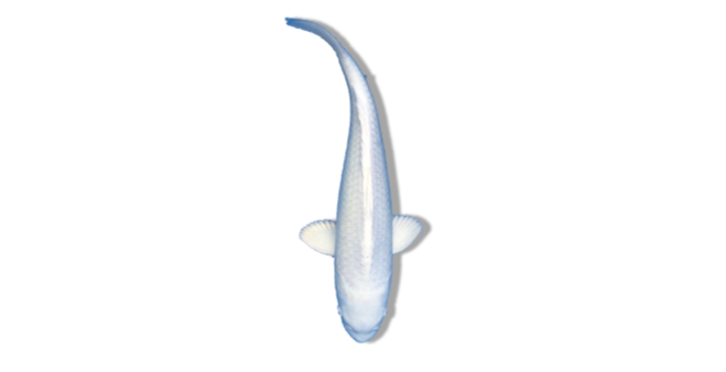 Ogon (Solid Metallic Colors)  