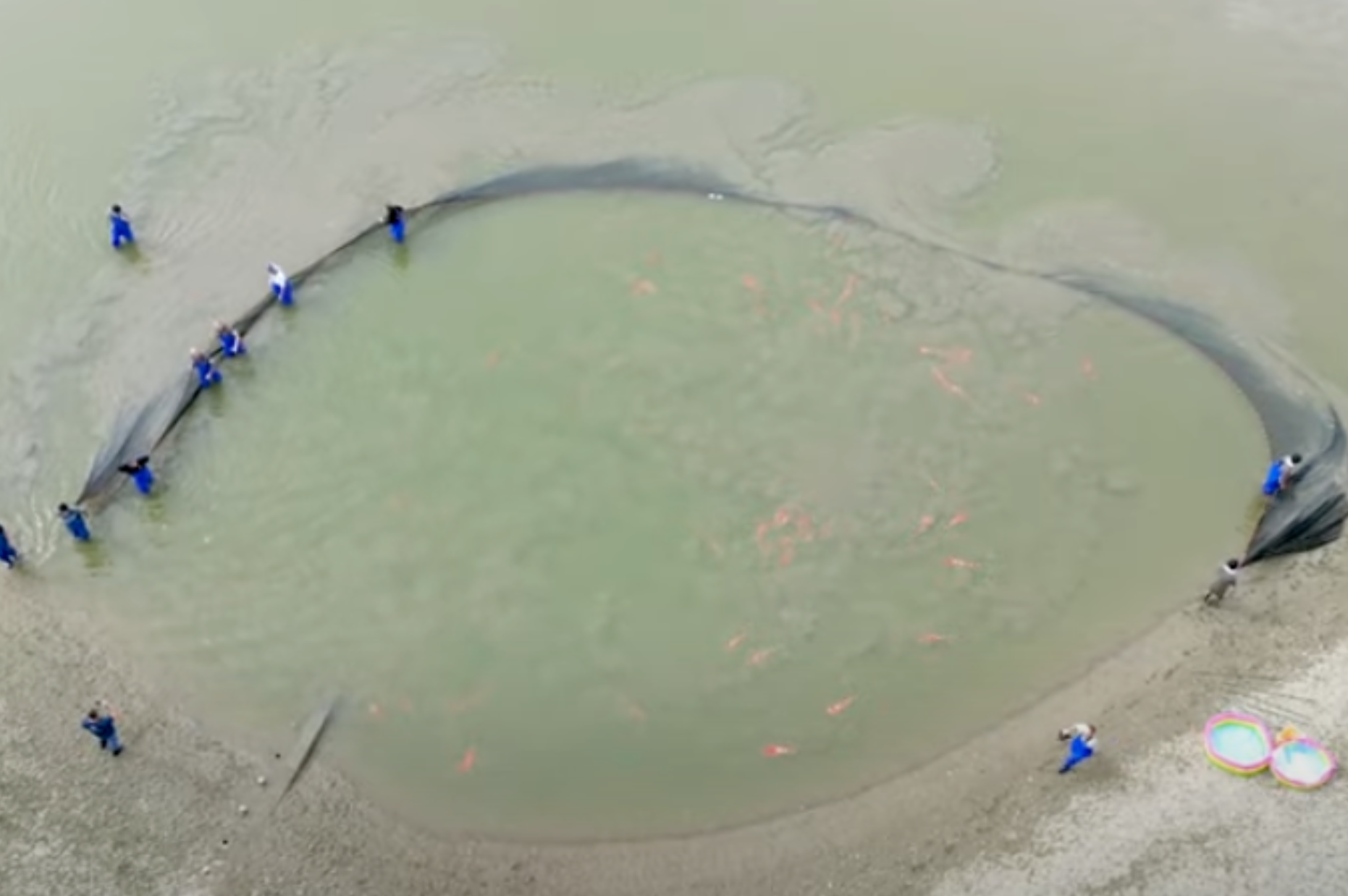 Learn the symptoms and treatment of parasitic worms in fish ponds.