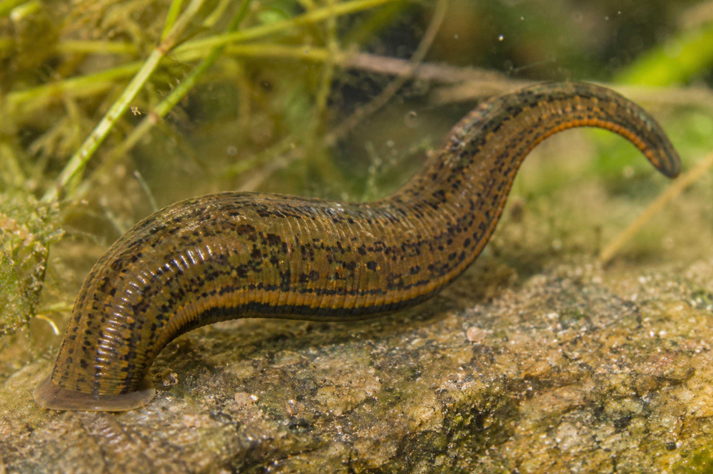 Dark brown leech attached to skin, the type of freshwater leech found in backyard ponds.