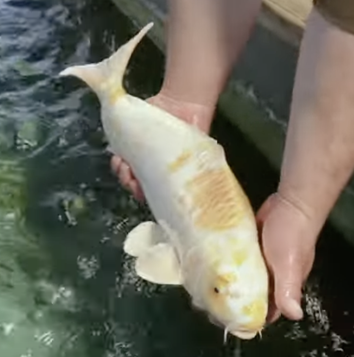 At Ikarashi Toshinobu Koi Farm, AJ from FFP checks the koi selected during the fall season. 