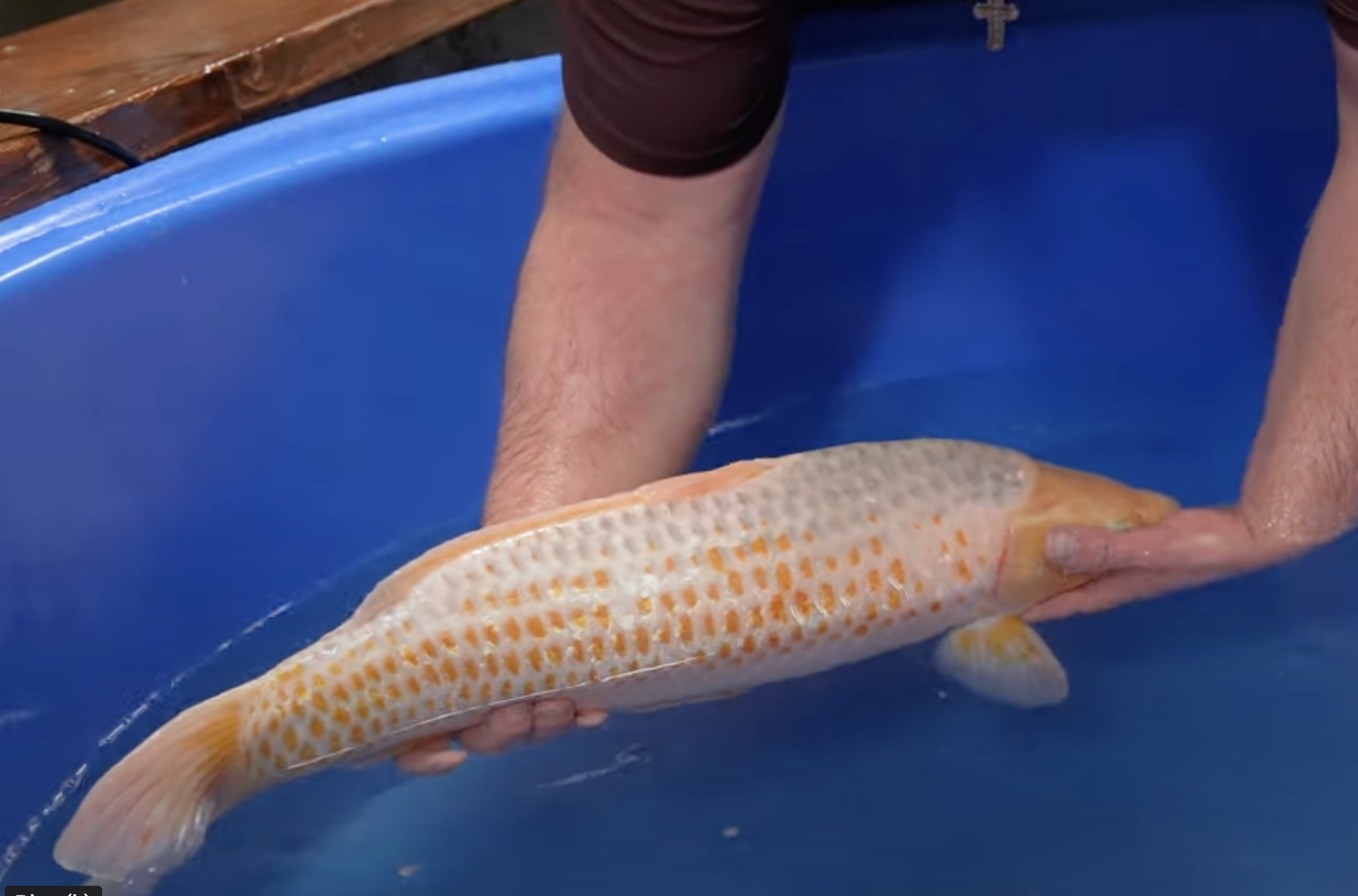 Some koi are pre-sold to customers, while others remain available for purchase.