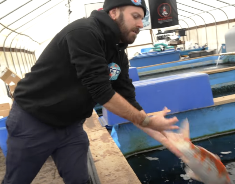 Professional koi transport also means choosing the right fish for the right bag, not forcing a one-size-fits-all setup. Size, body shape, trip length, and weather all play a role. Larger koi need more room to settle properly. Valuable koi need extra attention to prevent rubbing or sudden movement inside the bag. A short local delivery and a long haul don’t get packed the same way, and they shouldn’t. Professional koi transport also means choosing the right fish for the right bag, not forcing a one-size-fits-all setup. Size, body shape, trip length, and weather all play a role. Larger koi need more room to settle properly. Valuable koi need extra attention to prevent rubbing or sudden movement inside the bag. A short local delivery and a long haul don’t get packed the same way, and they shouldn’t.