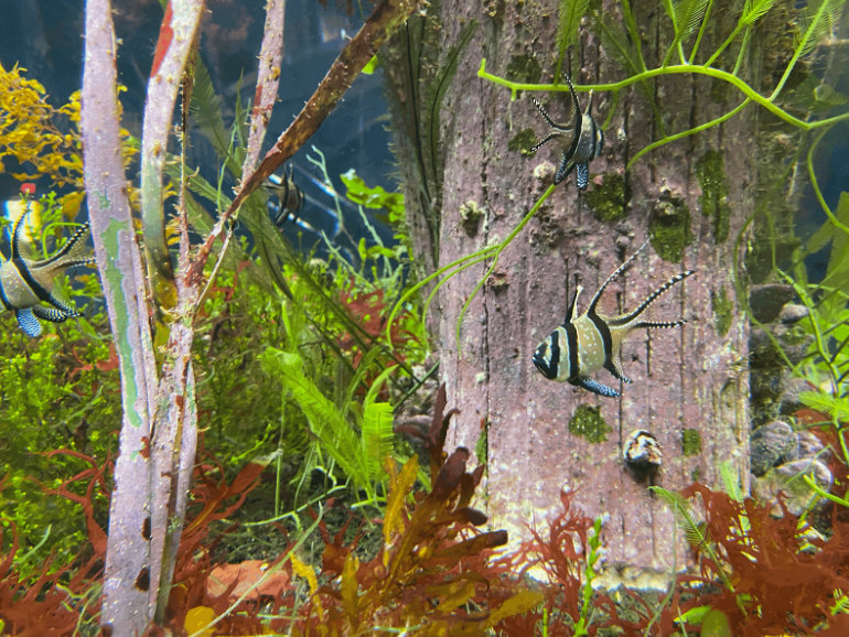 The organization and routine involved in maintaining and operating an aquarium is no easy feat, and the teamwork demonstrated by staff and caretakers was clear throughout their interactions. 