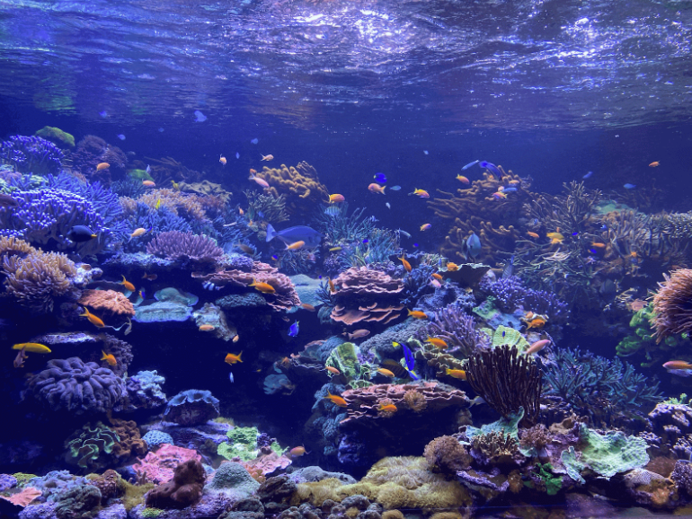 Each tank, illuminated with various mixtures of coral, plants, aquascapes, fish, and other aquatic life, features filtration systems nearly as intricate as the tanks themselves.