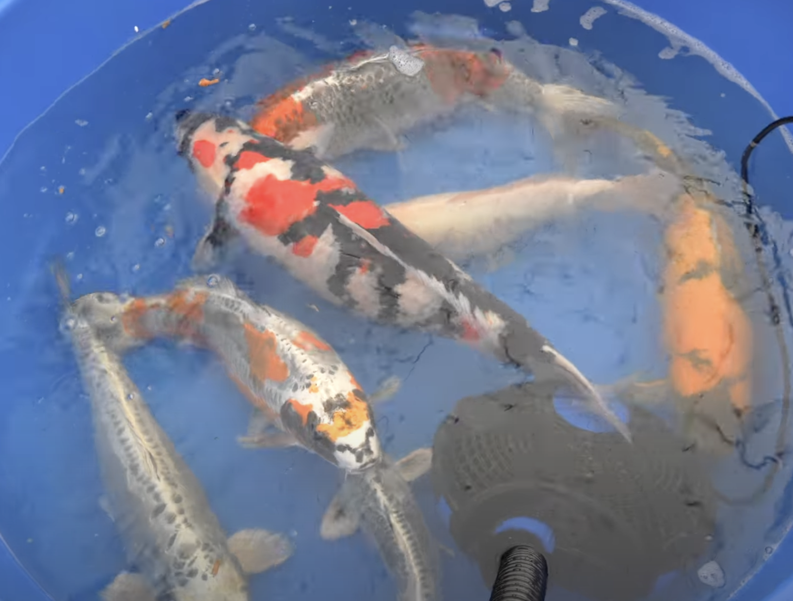 This shipment featured an amazing mix of butterfly and standard koi, including selections from 8 different breeders including Sekiguchi, Hiroi, Ikarashi Ozumi, Yamasan, Otsuka, Aokiya, Maruhide, and Miyatora. As always, these koi look even bigger and more impressive once they arrive in America! Whether you’re looking for vibrant, high-quality koi for your pond or searching for that one-of-a-kind specimen, we have something special waiting for you.