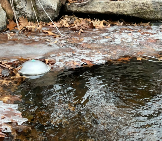 While koi are built for cold seasons, they also depend on stable conditions. Consistency keeps them calm and conserves the energy they need to make it through until spring.
