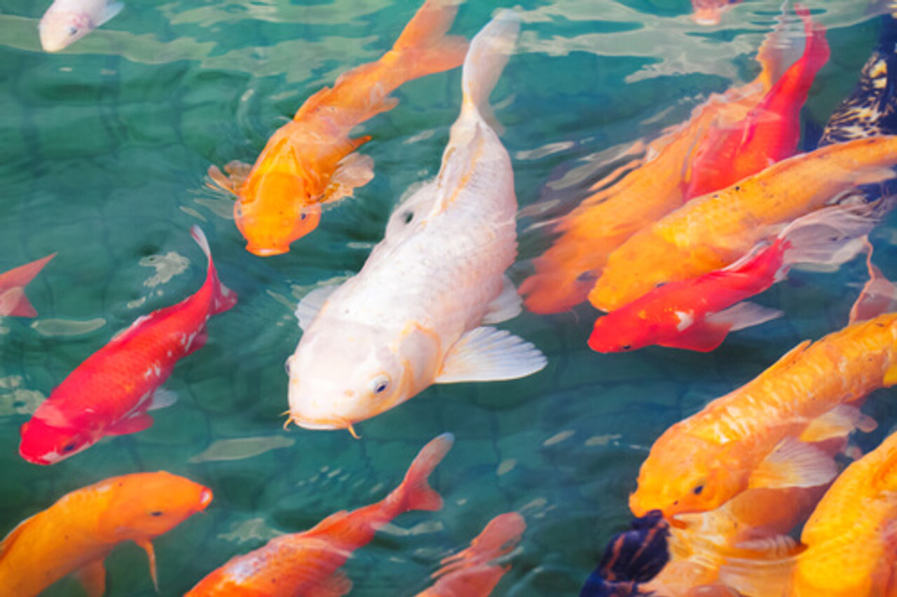 Selecting Koi for Your Pond