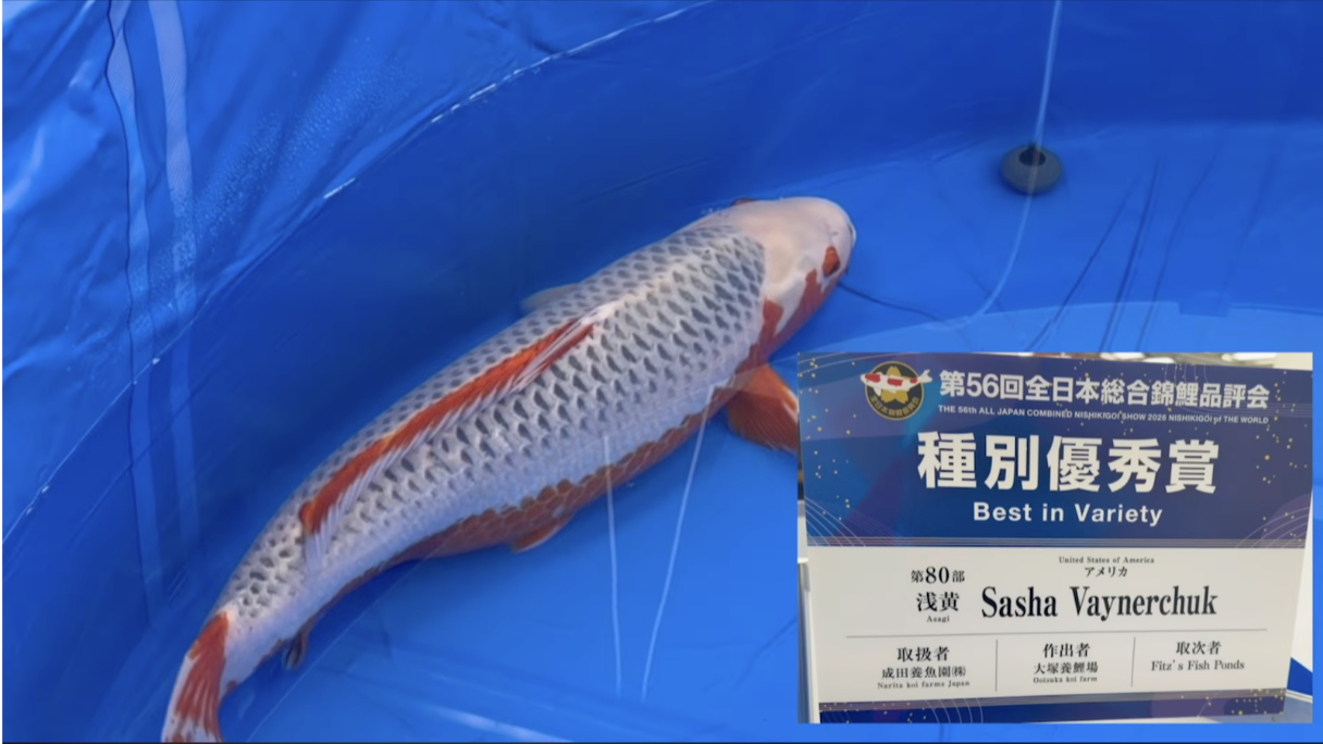 A third Category Excellence Award was earned by Sasha Vaynerchuk for an 80-bu Hikarimoyo (light yellow) bred by Narita Fish Farm Co., Ltd. and Otsuka Koi Farm, also represented by Fitz&rsquo;s Fish Ponds.