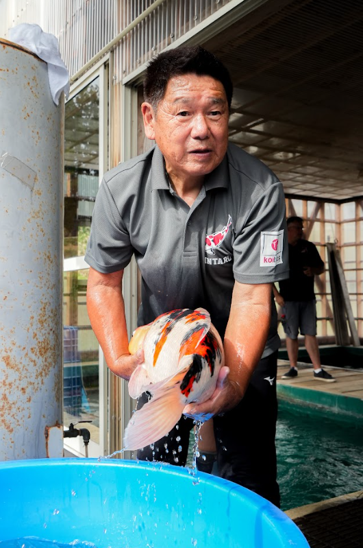 Shintaro is tied closely to high-quality Kohaku, Sanke, and Showa, with an emphasis on strong body structure, skin quality, and jumbo potential.