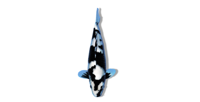 Shiro Utsuri (Black with Colored Markings)  