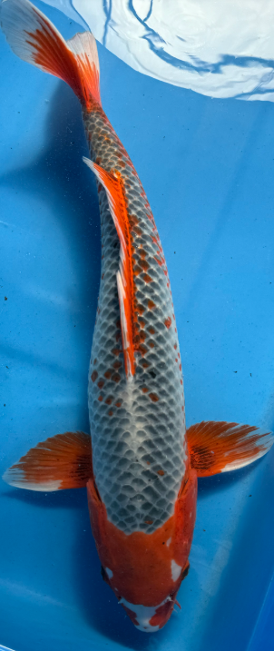 Showa Koi