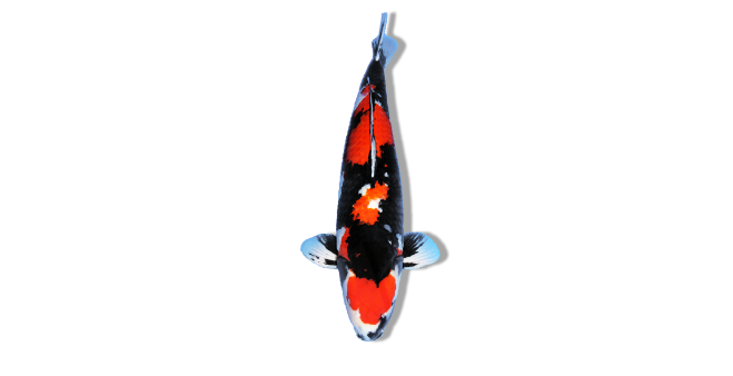 Showa Koi (Black with Red and White)