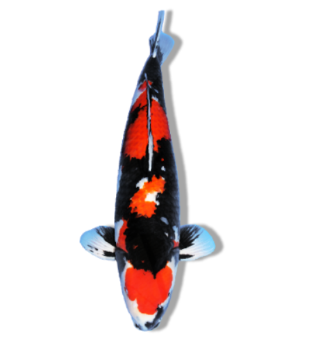 Showa Sanshoku Koi: Stunning Undercurrent Within Movement