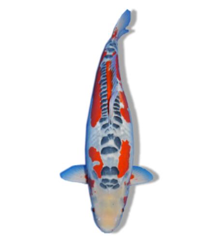 Shusui Koi: Scaleless Blue Koi with Vibrant Red Accents
