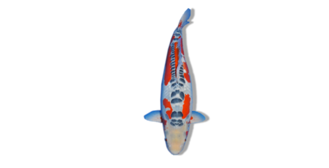 Shusui (Scaleless Asagi Variant)  