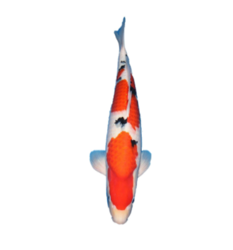 Taisho Sanke Koi: Classic Tri-Colored Beauty for Your Pond