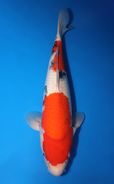 Taisho Sanke Koi (Sanke Koi)