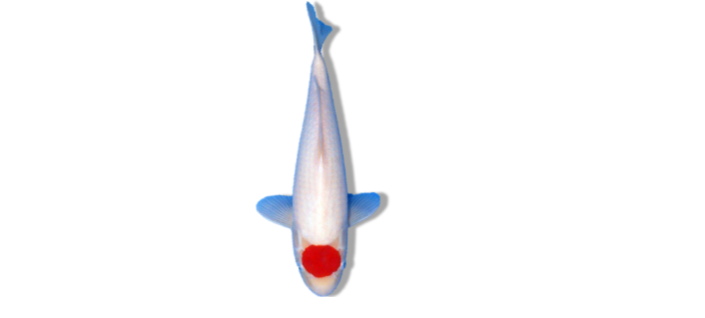 Tancho (Single Red Spot On White Body) 