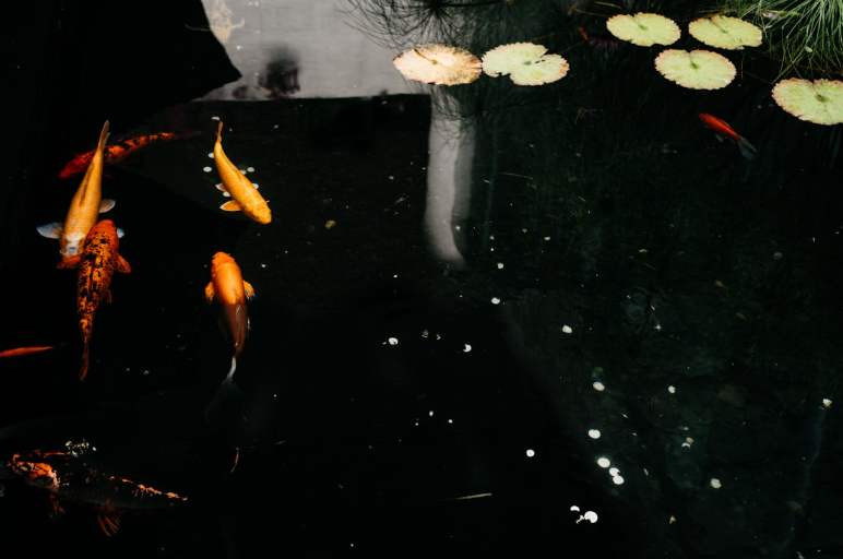 You can provide your koi with the best food and the cleanest water, but without strong genetics, they won’t reach their full potential. You can provide your koi with the best food and the cleanest water, but without strong genetics, they won’t reach their full potential.