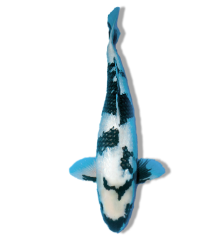 Utsurimono Koi: Bold Contrast With Undeniable Impact 