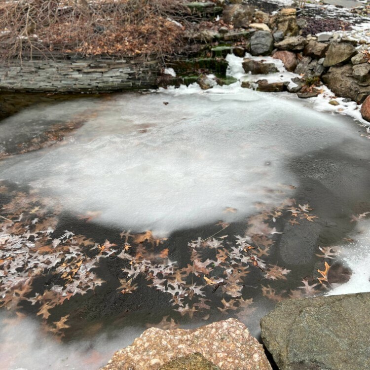 How to Choose the Right Pond Heater for Your Koi Pond