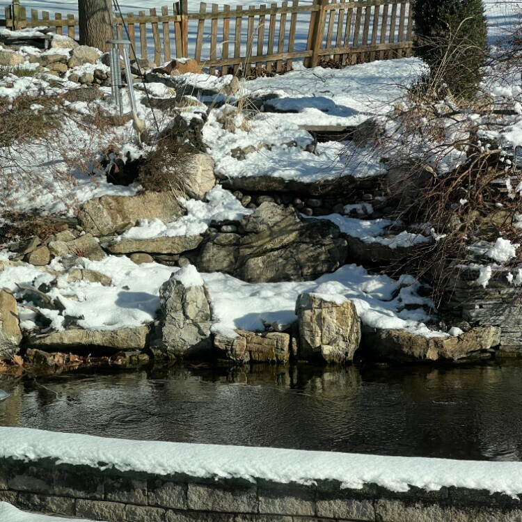 Essential Koi Pond Heater Maintenance Tips