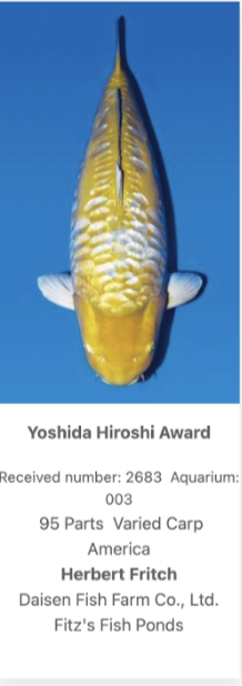 The highlight of the weekend, however, came with the Yoshida Hiroshi Award, earned by Herbert Fritch for a 95-bu Kawarimono bred by Daisen Fish Farm Co., Ltd.&mdash;an honor widely regarded as one of the most respected and difficult special awards to achieve at the All Japan Nishikigoi Show.